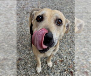 German Shepherd Dog-Unknown Mix Dogs for adoption in Palmetto, FL, USA