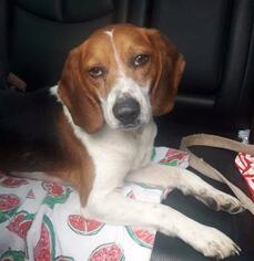 Beagle Dogs for adoption in Little Rock, AR, USA
