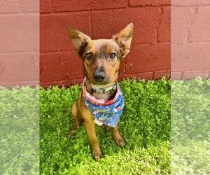 Mutt Dogs for adoption in Sandy, UT, USA