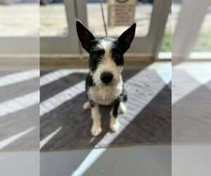 Border Terrier-Unknown Mix Dogs for adoption in Lakewood, CO, USA