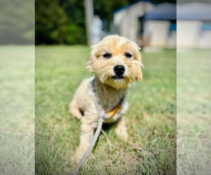 Maltese-Unknown Mix Dogs for adoption in Pacolet, SC, USA