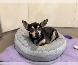 Miniature Pinscher Dogs for adoption in Berkeley , CA, USA
