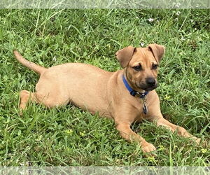 Labrador Retriever-Unknown Mix Dogs for adoption in Royal Palm Beach, FL, USA