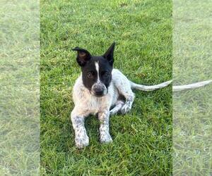 Mutt Dogs for adoption in Menifee, CA, USA