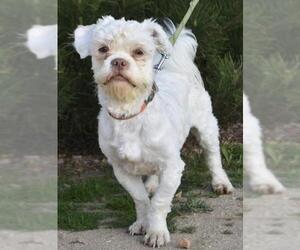 Mal-Shi Dogs for adoption in Palo Alto, CA, USA