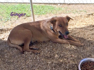 Black Mouth Cur-Labrador Retriever Mix Dogs for adoption in Granbury, TX, USA