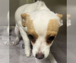 Chihuahua-Unknown Mix Dogs for adoption in Royal Palm Beach, FL, USA