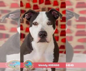 American Bulldog-Unknown Mix Dogs for adoption in Mobile, AL, USA