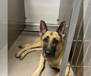 German Shepherd Dog Dogs for adoption in Modesto, CA, USA