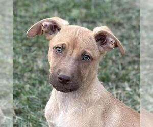 Australian Shepherd-Unknown Mix Dogs for adoption in Yardley, PA, USA