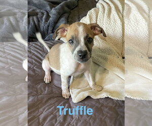 Jack Chi Dogs for adoption in Topeka, KS, USA