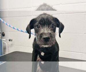 Mutt Dogs for adoption in Princeton, MN, USA