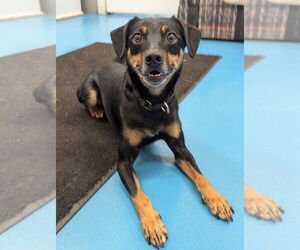 Miniature Pinscher-Unknown Mix Dogs for adoption in Muskegon, MI, USA