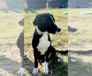 Mutt Dogs for adoption in Ahoskie, NC, USA