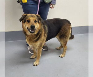 German Shepherd Dog-Unknown Mix Dogs for adoption in Louisville, KY, USA