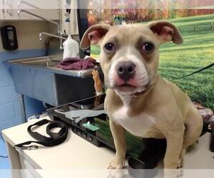 American Pit Bull Terrier-Unknown Mix Dogs for adoption in Moreno Valley, CA, USA