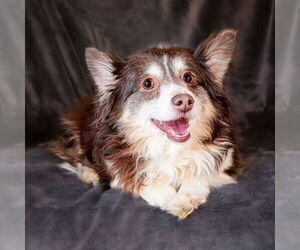 Australian Shepherd-Unknown Mix Dogs for adoption in Albuquerque, NM, USA