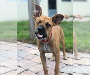 Boxador Dogs for adoption in Fort Lauderdale, FL, USA