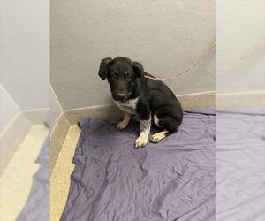 German Shepherd Dog-Unknown Mix Dogs for adoption in Las Vegas, NV, USA