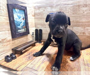 Mutt Dogs for adoption in New London, WI, USA