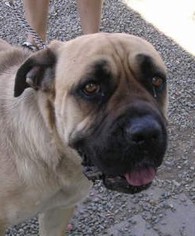 Mastiff Dogs for adoption in Yucaipa, CA, USA