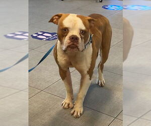 American Bulldog Dogs for adoption in Rancho Cucamonga, CA, USA