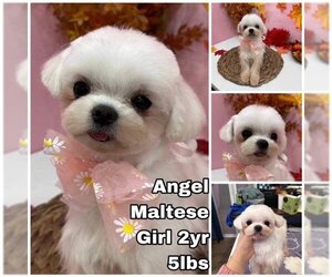 Maltese Dogs for adoption in Seattle, WA, USA