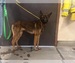 Mutt Dogs for adoption in Camarillo, CA, USA