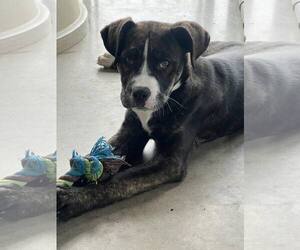 Mutt Dogs for adoption in Pryor, OK, USA