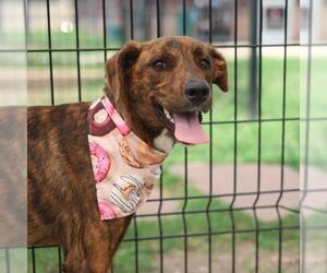 German Shepherd Dog-Unknown Mix Dogs for adoption in San Antonio, TX, USA