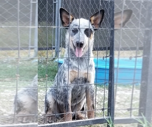 Mutt Dogs for adoption in Lone Oak, TX, USA