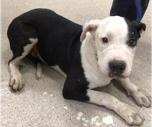 American Pit Bull Terrier-Unknown Mix Dogs for adoption in Riverside, CA, USA