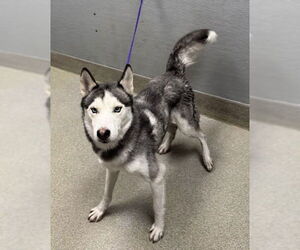 Huskies -Unknown Mix Dogs for adoption in Las Vegas, NV, USA