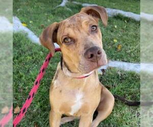 Catahoula Leopard Dog Dogs for adoption in Long Beach, CA, USA