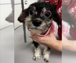 Poodle (Standard)-Unknown Mix Dogs for adoption in Tracy, CA, USA