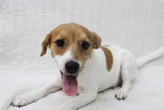 Beagi Dogs for adoption in Akron, OH, USA