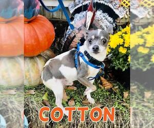 Rat-Cha Dogs for adoption in Texarkana, TX, USA