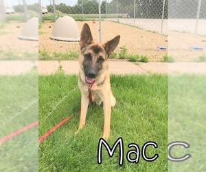 German Shepherd Dog Dogs for adoption in Tremont, IL, USA