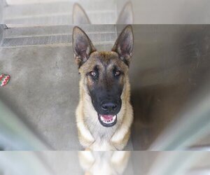 German Shepherd Dog-Unknown Mix Dogs for adoption in Orange, CA, USA