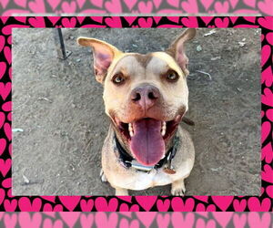 American Pit Bull Terrier Dogs for adoption in Ojai, CA, USA