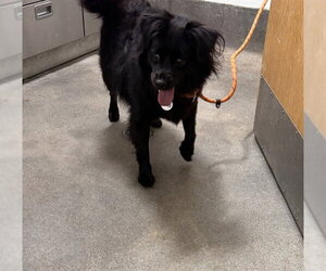 Cocker Spaniel-Schipperke Mix Dogs for adoption in Forestville, MD, USA