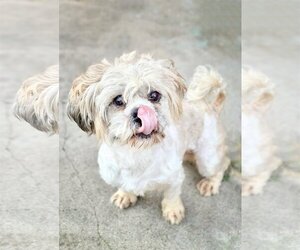 Havashu Dogs for adoption in Pittsburg, CA, USA