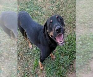 Rottweiler-Unknown Mix Dogs for adoption in Plano, TX, USA