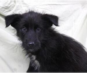 Labrador Retriever-Unknown Mix Dogs for adoption in Thief River Falls, MN, USA