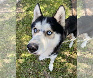 - Mix Dogs for adoption in Virginia Beach, VA, USA