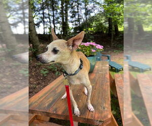 Chihuahua-Unknown Mix Dogs for adoption in Ellijay, GA, USA
