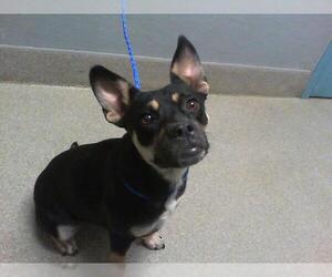 Bulldog-Unknown Mix Dogs for adoption in Las Vegas, NV, USA