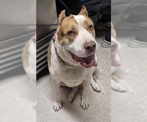 Mutt Dogs for adoption in Bakersfield, CA, USA