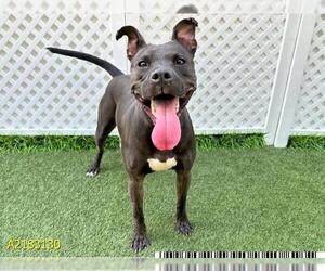 American Pit Bull Terrier Dogs for adoption in West Palm Beach, FL, USA