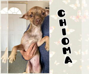 Chihuahua-Unknown Mix Dogs for adoption in New London, WI, USA
